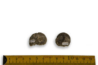 F 01988
<br/>
<br/>
<em></em>